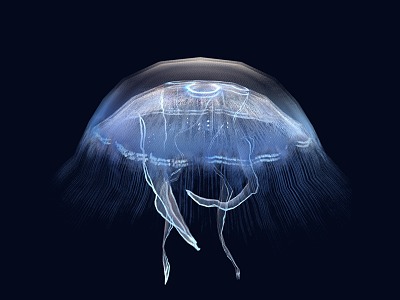 Jellyfish Moon Jellyfish Ornamental Animals model