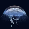 Transparent Glowing Jellyfish With Umbrella Shaped Body And Tentacles In Deep Blue Background