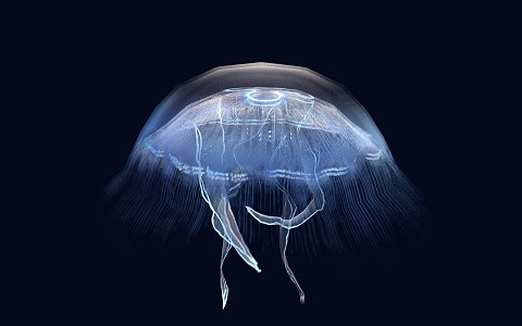 Jellyfish Moon Jellyfish Ornamental Animals 3d model