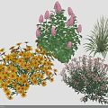 Diverse Garden Plants Featuring Purple Yellow Flowers And Green Leafy Foliage