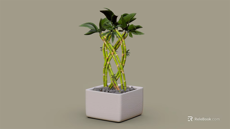 Lush Green Bamboo Plant With Twisted Stems In White Square Pot 3d model 