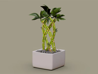 Lush Green Bamboo Plant With Twisted Stems In White Square Pot 3d model