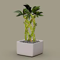 Lush Green Bamboo Plant With Twisted Stems In White Square Pot