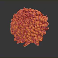 Orange Red Spherical Chrysanthemum With Layered Petals On Dark Background And Reflection