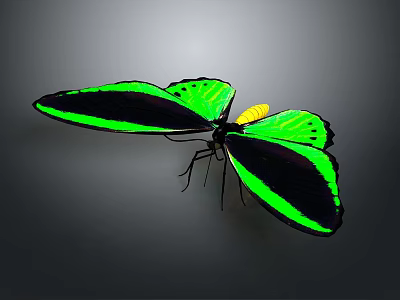 Vibrant Butterfly With Bright Green And Black Wings Displaying Striking Yellow Accents 3d model