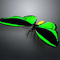 Vibrant Butterfly With Bright Green And Black Wings Displaying Striking Yellow Accents