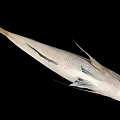 Silver Marine Fish With Yellow Tail And Spiny Dorsal Fin On Black Background