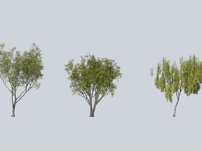 Three Arbor Trees With Distinct Canopy Shapes And Lush Green Foliage 3d model