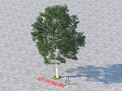 Tall European Linden Tree With Green Foliage On Paved Ground And Person 3d model
