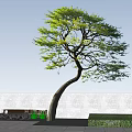 Curved Trunk Arbor With Green Leaves Against Blue Sky And White Clouds