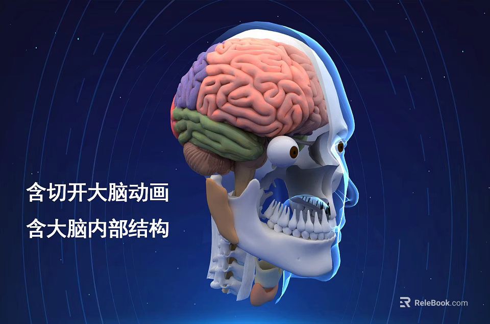 3D Animated Human Brain Internal Anatomical Structure Cross Section View 3d model 