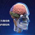 3D Animated Human Brain Internal Anatomical Structure Cross Section View 3d model