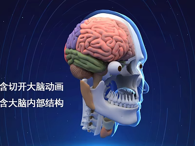 3D Animated Human Brain Internal Anatomical Structure Cross Section View 3d model