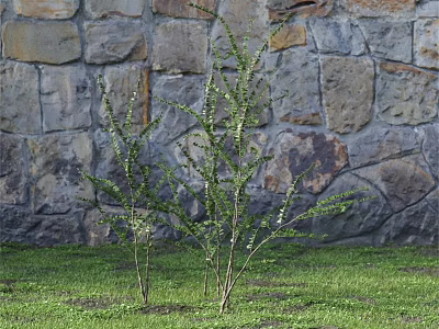 Green Leafy Shrubs Growing Against a Stone Wall Background on Lush Grass Lawn 3d model