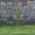 Green Leafy Shrubs Growing Against a Stone Wall Background on Lush Grass Lawn