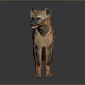 Realistic Spotted Hyena Standing in Studio with Gray Background and Detailed Fur