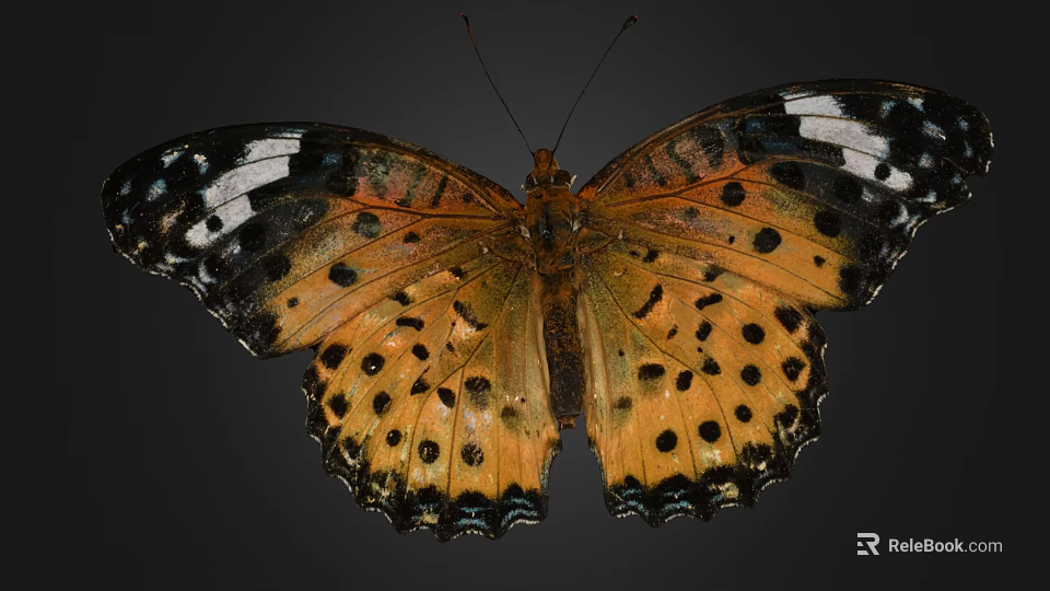 Vibrant Orange Butterfly With Black Spots And White Markings On Delicate Patterned Wings 3d model 