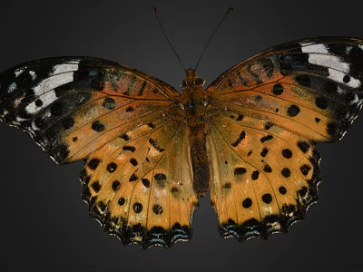 Vibrant Orange Butterfly With Black Spots And White Markings On Delicate Patterned Wings 3d model