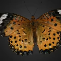 Vibrant Orange Butterfly With Black Spots And White Markings On Delicate Patterned Wings