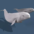 Two White Beluga Whales Swimming Together in Blue Underwater Environment With Shadows