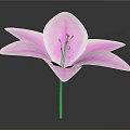 Beautiful Pink Lily Plant With Fresh Pink Petals And Red Stamens