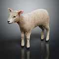 White Lamb with Curly Wool Standing on Black Smooth Surface with Grey Background