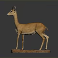Realistic Lifelike Antelope Specimen Display With Natural Brown Fur And Rock Base