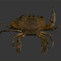 Marine Brown Crab With Large Claws Long Legs And Detailed Exoskeleton