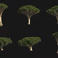 Arborescent Trees Displaying Six Unique Forms With Distinct Trunks And Lush Canopies 3d model