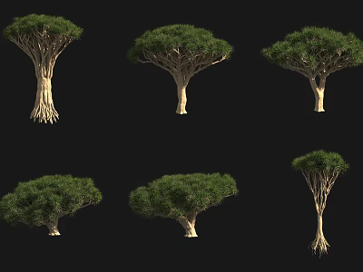 Arborescent Trees Displaying Six Unique Forms With Distinct Trunks And Lush Canopies 3d model