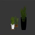 Snake Plant Varieties in Different Size Pots with White Black and Wooden Tray