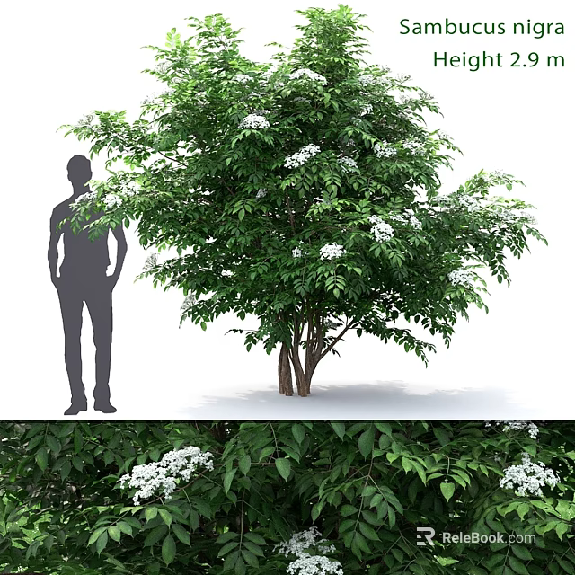 Ornamental Decoration Set with Life Size Tree Lush Green Leaves and White Flowers 3d model 