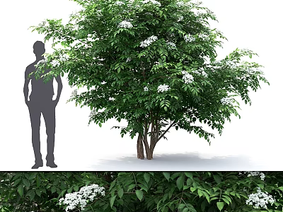Ornamental Decoration Set with Life Size Tree Lush Green Leaves and White Flowers 3d model