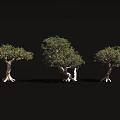 Three Trees with Distinctive Trunk Shapes and Exposed Roots Featuring Small White Figure 3d model