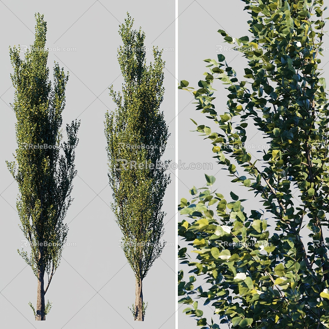 Modern Tree Poplar Landscape Tree 3d model