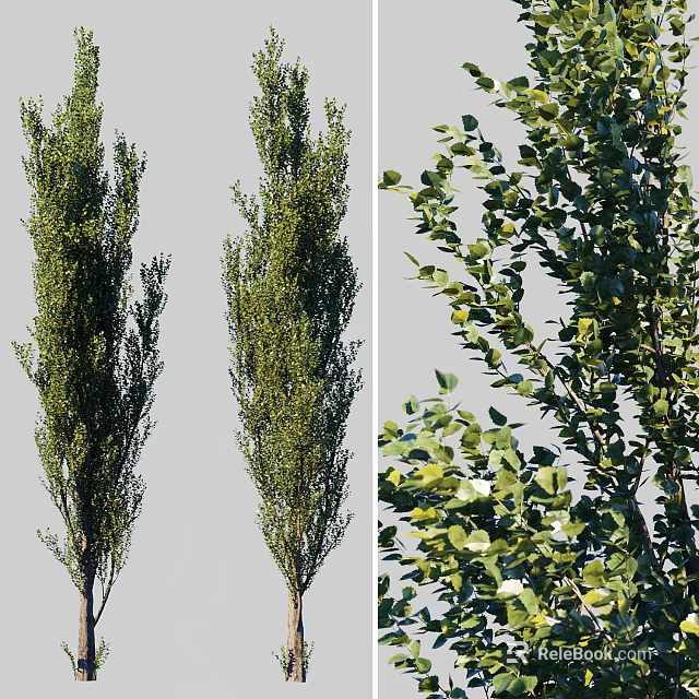 Tall Green Arbor Trees With Lush Foliage And Straight Trunks 3d model 