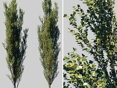 Tall Green Arbor Trees With Lush Foliage And Straight Trunks 3d model