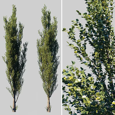 Tall Green Arbor Trees With Lush Foliage And Straight Trunks 3d model Tall Green Arbor Trees With Lush Foliage And Straight Trunks 3d model