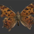 Modern Butterfly Moth Color Moth Color Butterfly 3d model