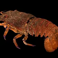 Spiny Lobster Displaying Brownish Red Exoskeleton And Purple Legs On Black Background