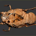 Close Up View Of Brown Cicada Exuvia With Detailed Texture On Dark Background