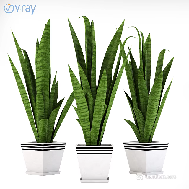 Green Leaf Potted Houseplants In White Black Striped Pots For Indoor Decor 3d model 