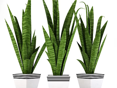 Green Leaf Potted Houseplants In White Black Striped Pots For Indoor Decor 3d model