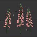 Three Pink Foxglove Plants With Green Stems Bell Flowers And Shiny Accents On Dark Background