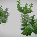 Various Green Plants Including Grass Shrubs and Leafy Sprouts Arranged on Gray Background