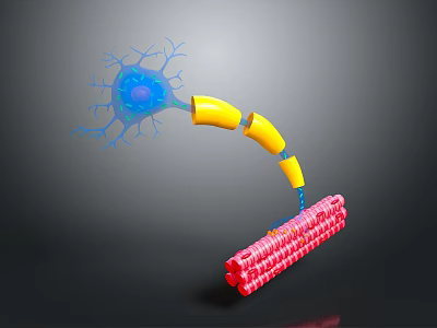 Neural Organ Dendrites Connecting Yellow Tubular Structures To Red Hair Follicle Cells 3d model