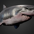 modern great white shark modern realistic shark fish animal great white shark 3d model