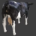 Black And White Cow With Horns Standing Against Gray Background 3d model