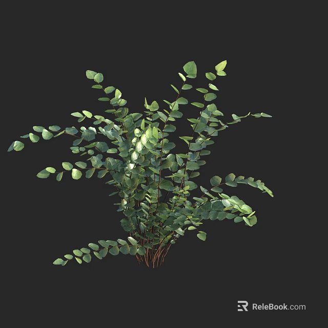 Fresh Eucalyptus Plant With Lush Green Leaves Isolated On Black Background 3d model 