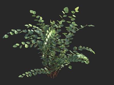 Fresh Eucalyptus Plant With Lush Green Leaves Isolated On Black Background 3d model